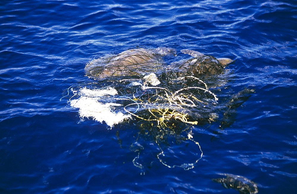 Tangled Turtles. Sri Lanka