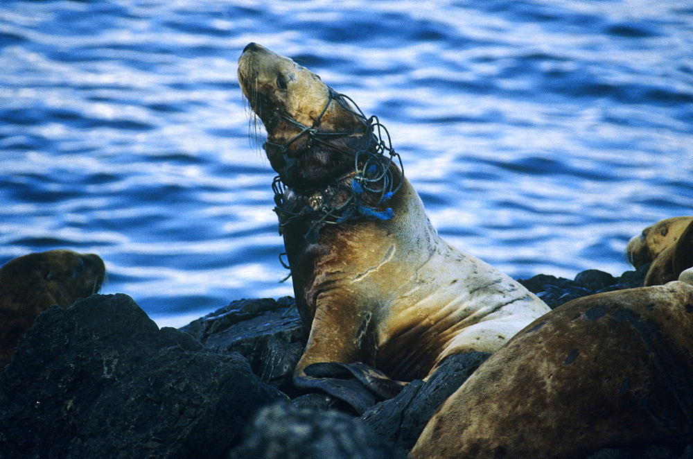 Steller Sea lions (Eumetopias jubatus), entangled. Yasha Island, S. E. Alaska