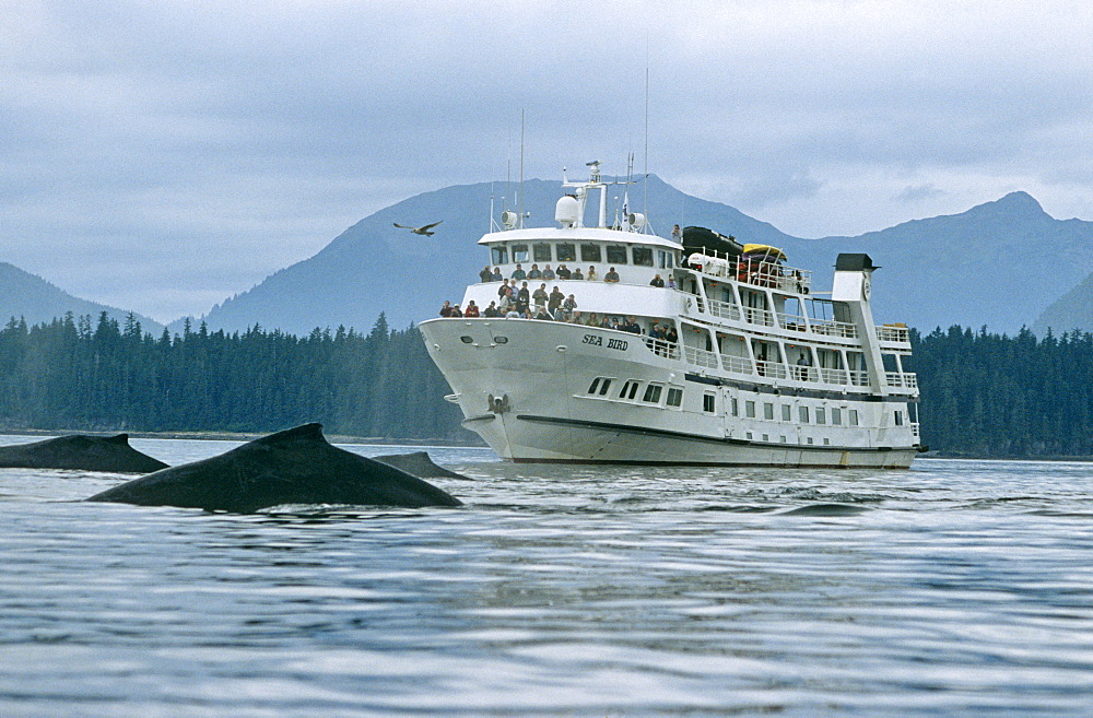 Whale watching boat and whales. Alaska