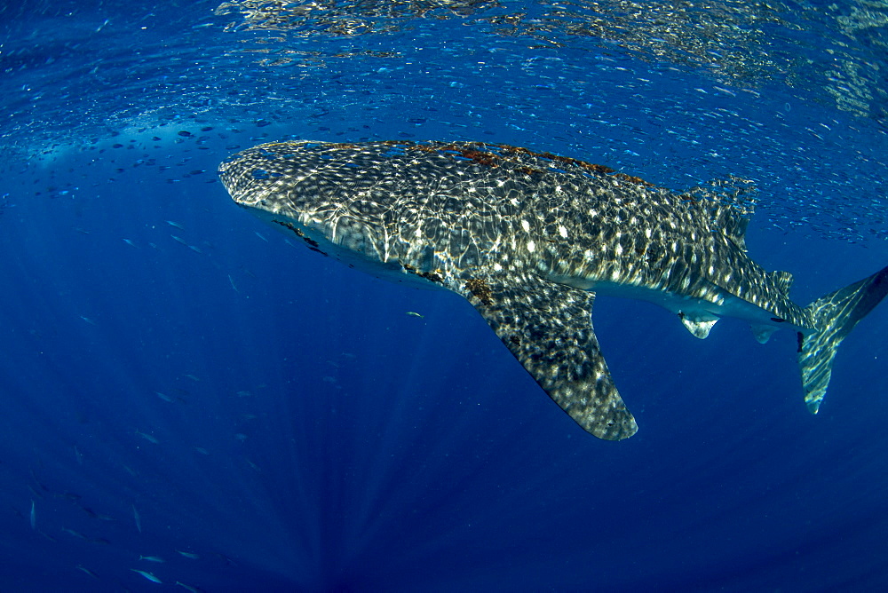 Whale shark (Rhincodon typus) with shoal of fish on the surface), Honda Bay, Palawan, The Philippines, Southeast Asia, Asia