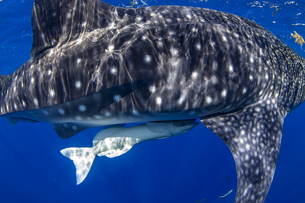 Juvenile whale shark (Rhincodon typus) with a common remora attached in Honda Bay, Palawan, The Philippines, Southeast Asia, Asia