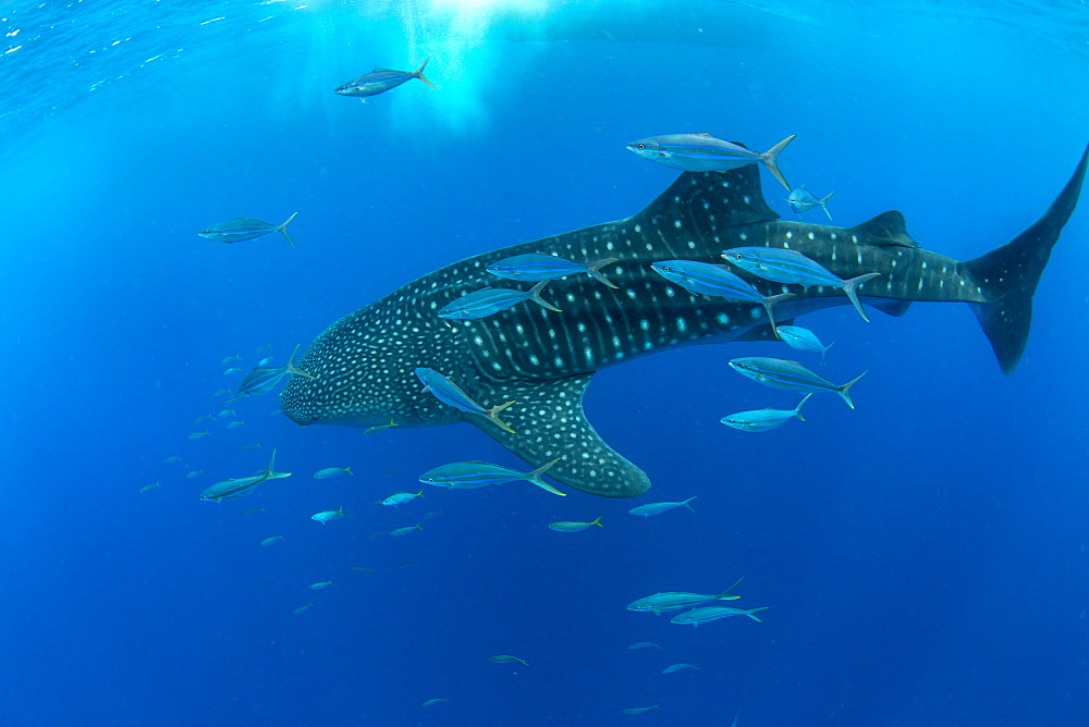 Whale shark (Rhincodon typus) with rainbow runner, Honda Bay, Palawan, The Philippines, Southeast Asia, Asia