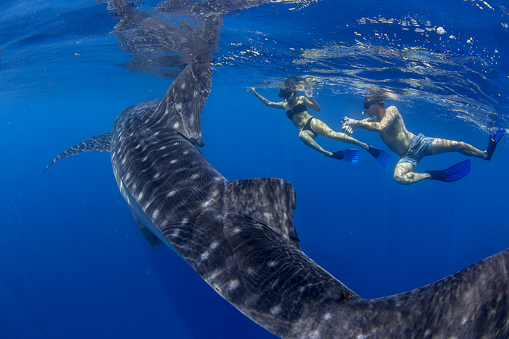 Two tourists snorkelling with a whale shark (Rhincodon typus), in Honda Bay, Palawan, The Philippines, Southeast Asia, Asia