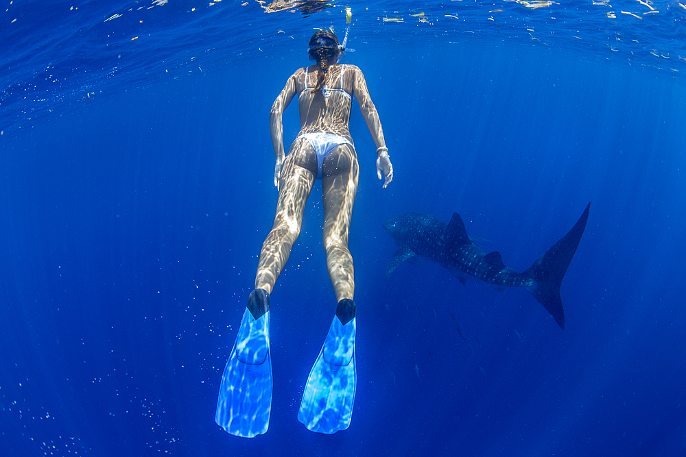 Tourist snorkelling with a whale shark (Rhincodon typus) in Honda Bay, Palawan, The Philippines, Southeast Asia, Asia