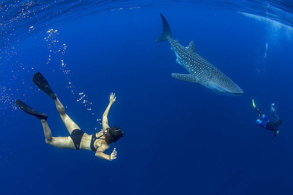 Tourist and tour guide swimming with a whale shark (Rhincodon typus) in Honda Bay, Palawan, The Philippines, Southeast Asia, Asia