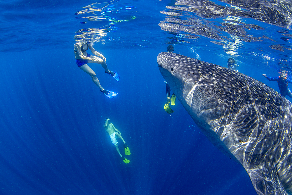 Tourists snorkelling with a whale shark (Rhincodon typu ) in Honda Bay, Puerto Princesa, Palawan, The Philippines, Southeast Asia, Asia