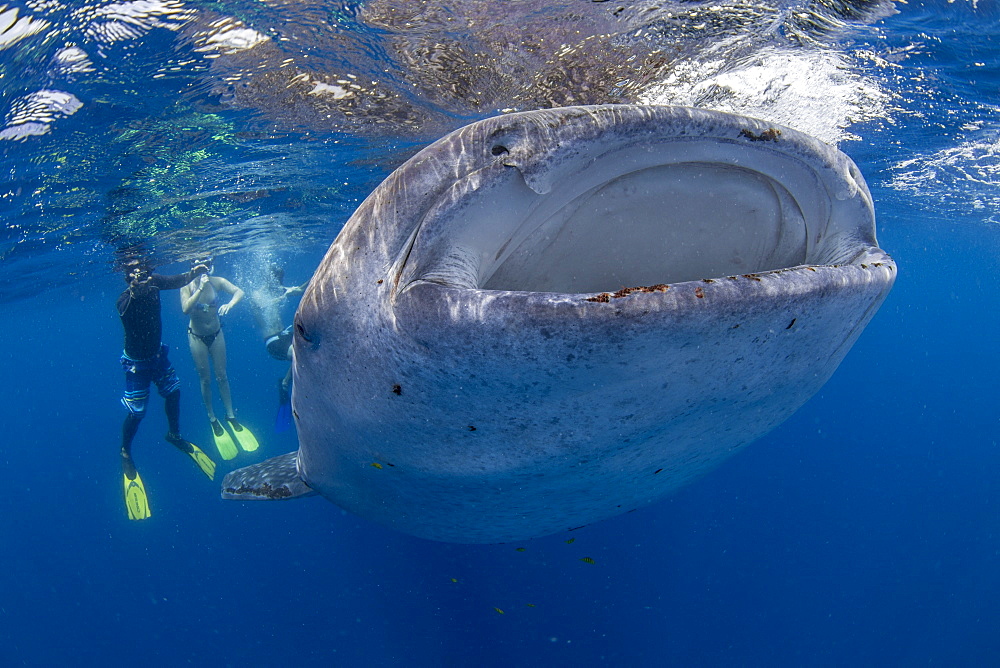 Snorkellers with a juvenile whale shark (Rhincodon typus) feeding at the suface in Honda Bay, Palawan, The Philippines, Southeast Asia, Asia