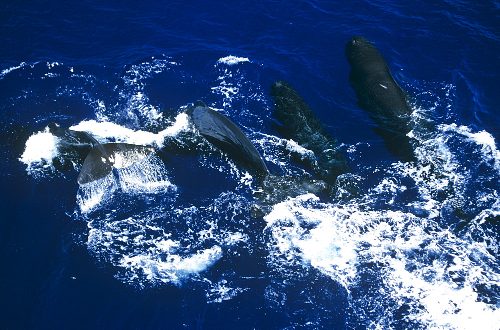 A pod of Sperm whales (Physeter macrocephalus). Sri Lanka