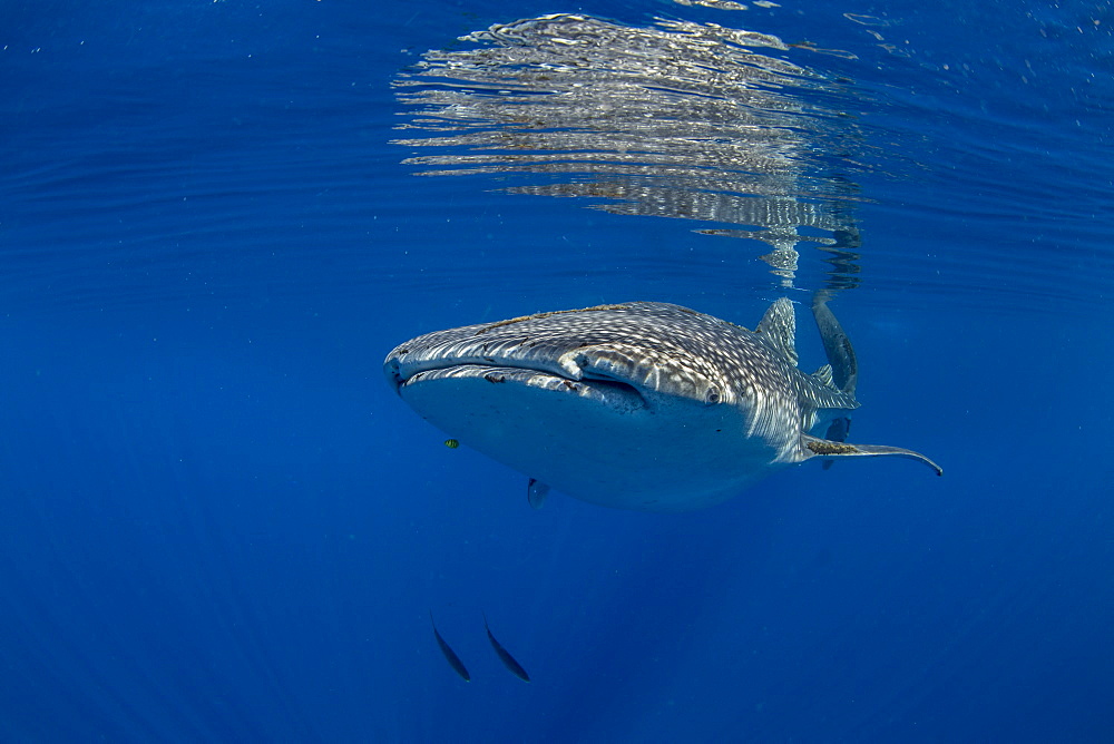 Whale shark (Rhincodon typus) swimming beneath the surface in Honda Bay, Palawan, The Philippines, Southeast Asia, Asia