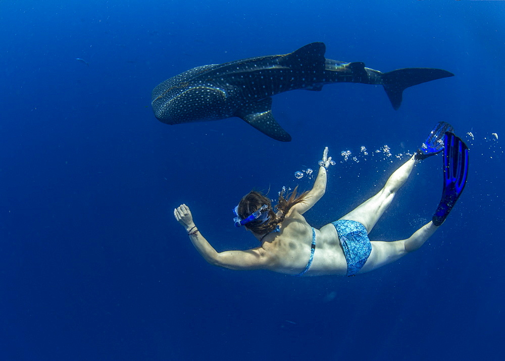 Snorkeller swimming with a juvenile whale shark (Rhincodon typus) in Honda Bay, Palawan, The Philippines, Southeast Asia, Asia