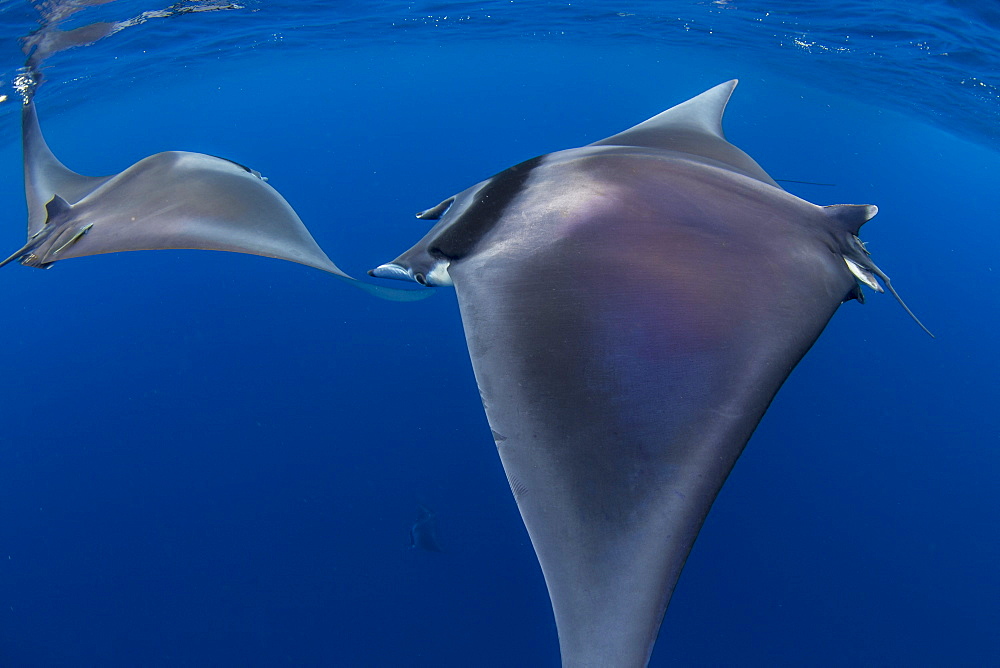 Spinetail devil rays (Mobula mobular) engaged in sexual courtship in Honda Bay, Palawan, The Philippines, Southeast Asia, Asia