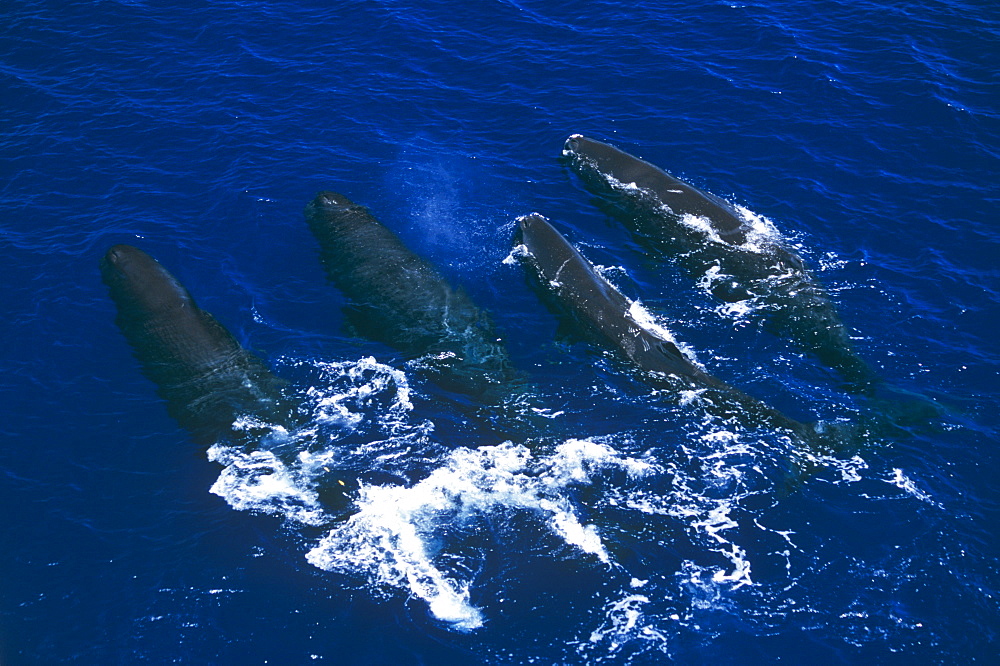 A pod of Sperm whales (Physeter macrocephalus). Sri Lanka