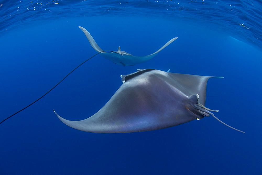 Spinetail devil rays (Mobula mobular) engaged in sexual courtship in Honda Bay, Palawan, The Philippines, Southeast Asia, Asia