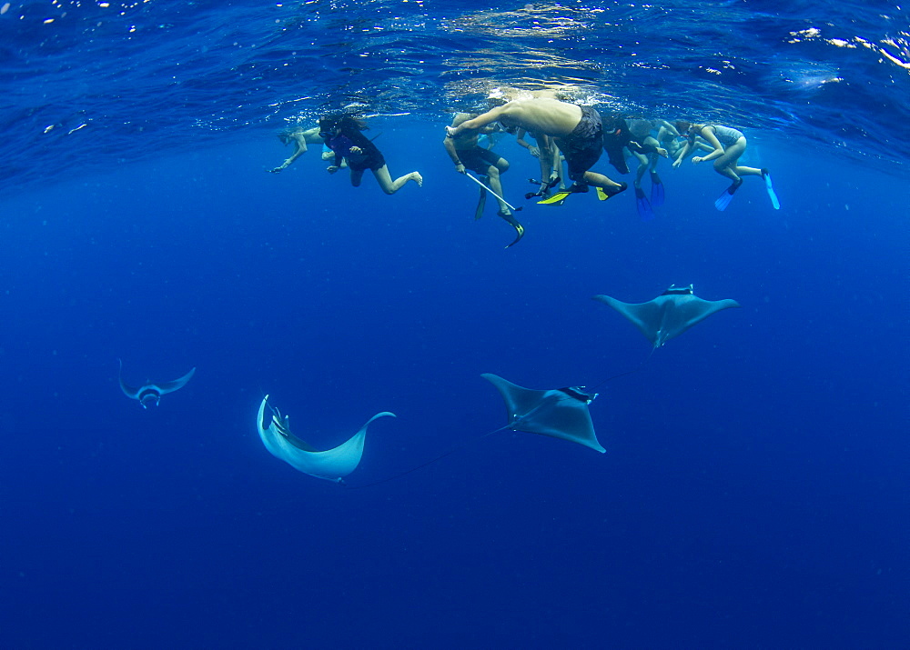 A group of snorkellers observing spinetail devil rays (Mobula mobular) engaged in sexual courtship in Honda Bay, Palawan, The Philippines, Southeast Asia, Asia