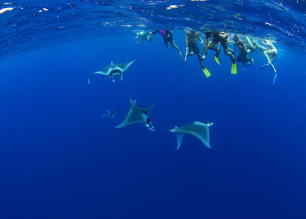 Snorkellers observing spinetail devil rays (Mobula mobular) engaged in sexual courtship in Honda Bay, Palawan, The Philippines, Southeast Asia, Asia