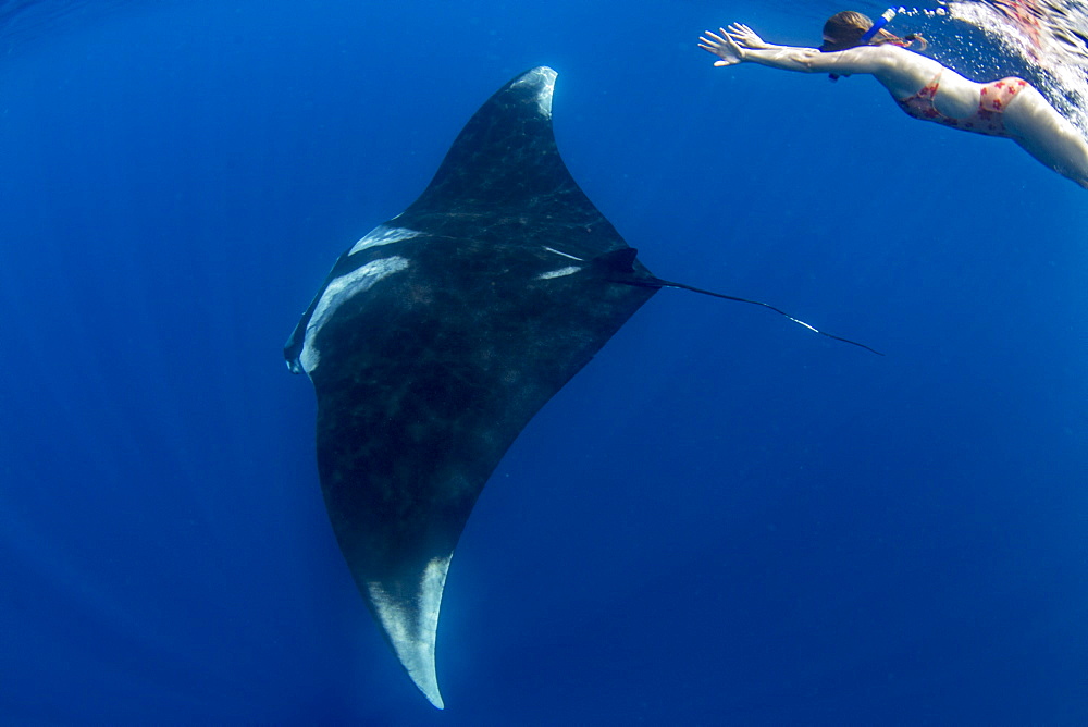 Snorkeller with oceanic manta ray (Manta birostris) feeding near the surface, Honda Bay, Palawan, The Philippines, Southeast Asia, Asia