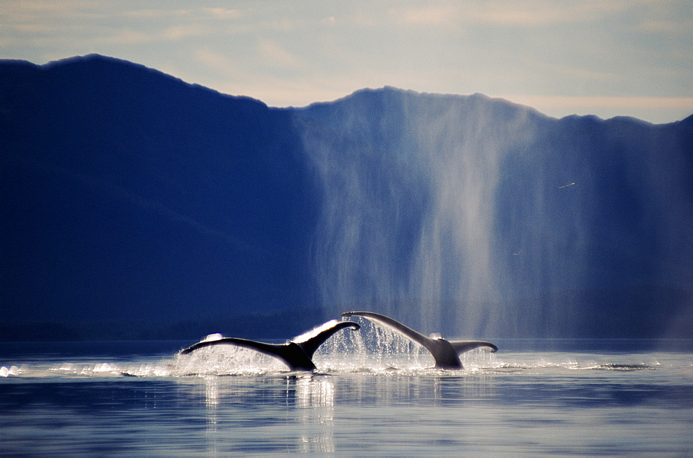 Humpback whales (Megaptera novaeangliae) fluking up to dive. Alaska