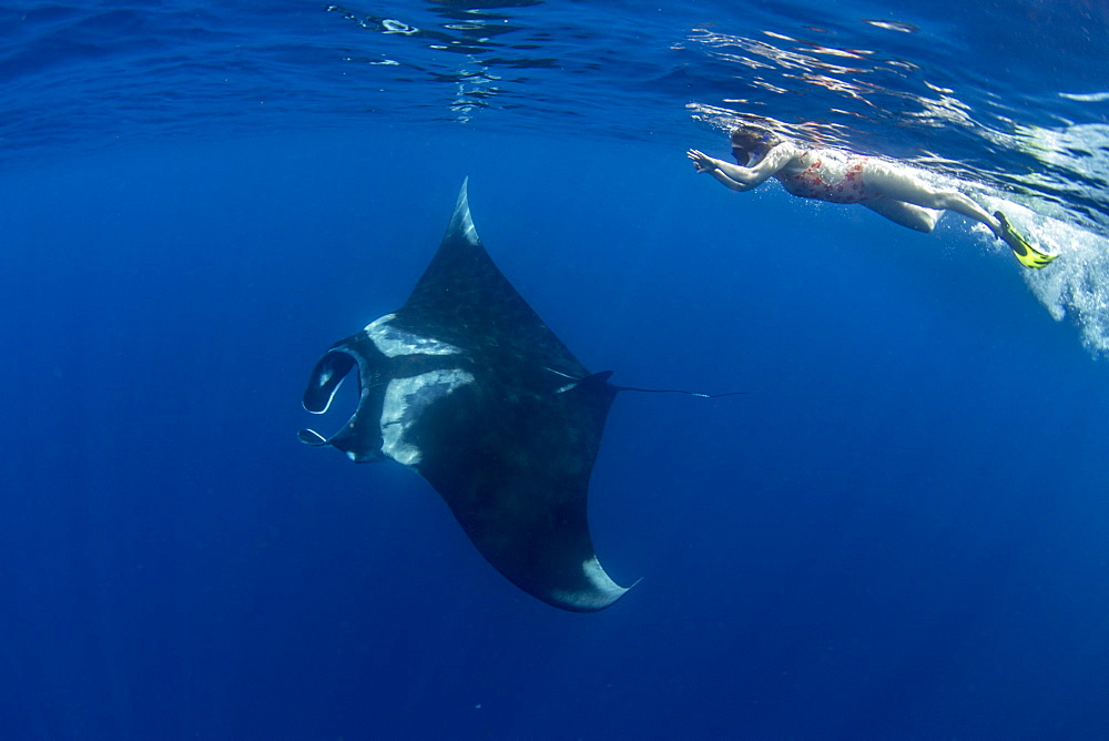 Oceanic manta ray (Manta birostris) feeding near the surface, Honda Bay, Palawan, The Philippines, Southeast Asia, Asia