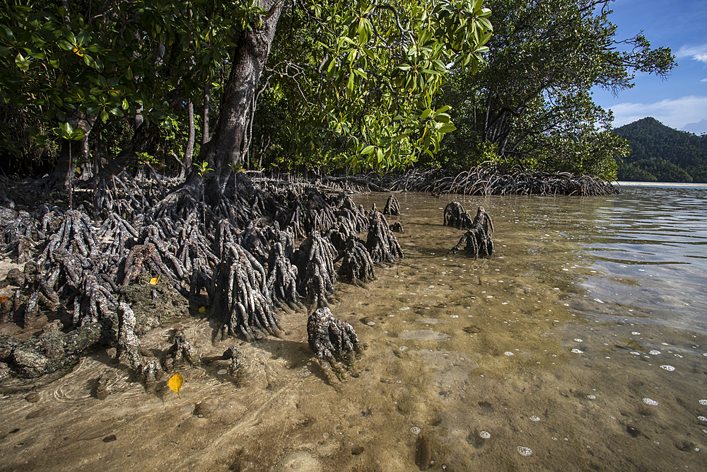 Mangroves in Wayag Island, Raja Ampat, West Papua, Indonesia, Southeast Asia, Asia