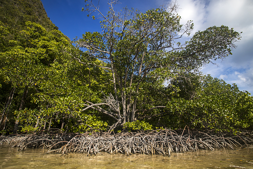 Mangroves in Wayag Island, Raja Ampat, West Papua, Indonesia, Southeast Asia, Asia