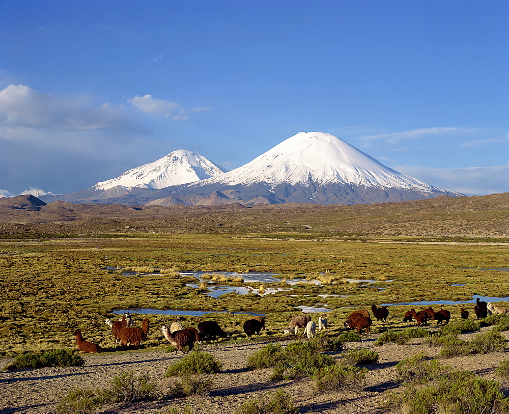 Llamas grazing before Volcanoes Parinacota and Pomerape, Lauca National Park, Chile, South America