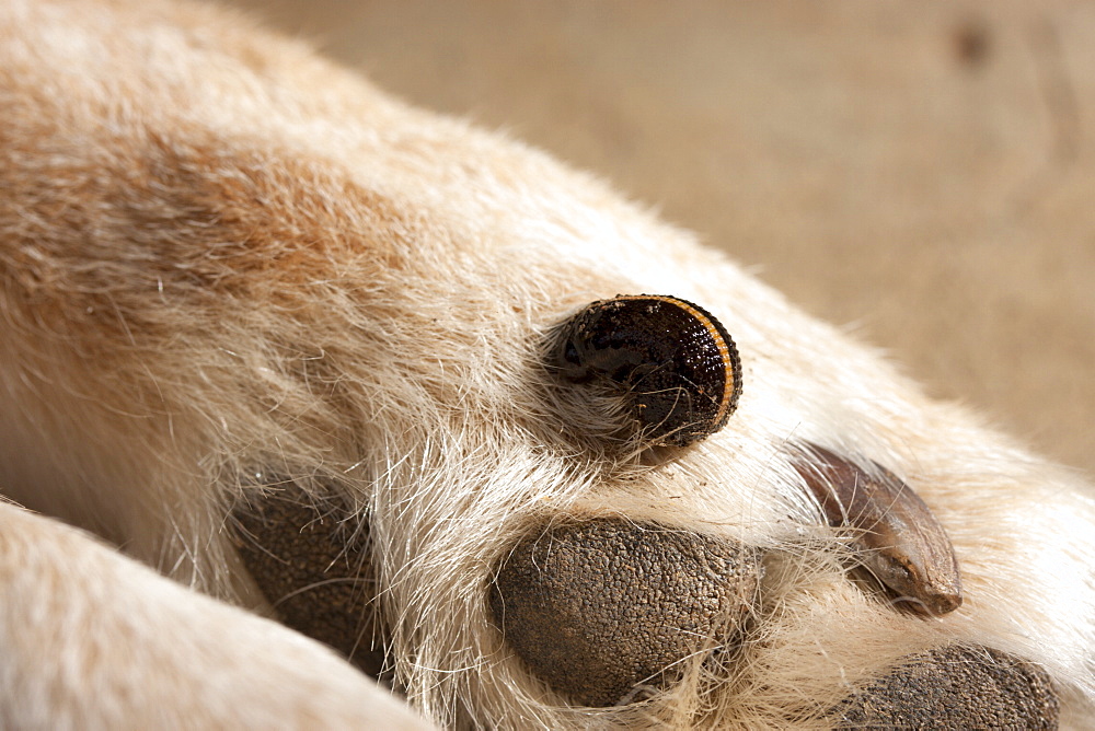 Australian land leech (Gnatbobdellida libbata) feeding on dog's paw, Hopkins Creek, New South Wales, Australia, Pacific