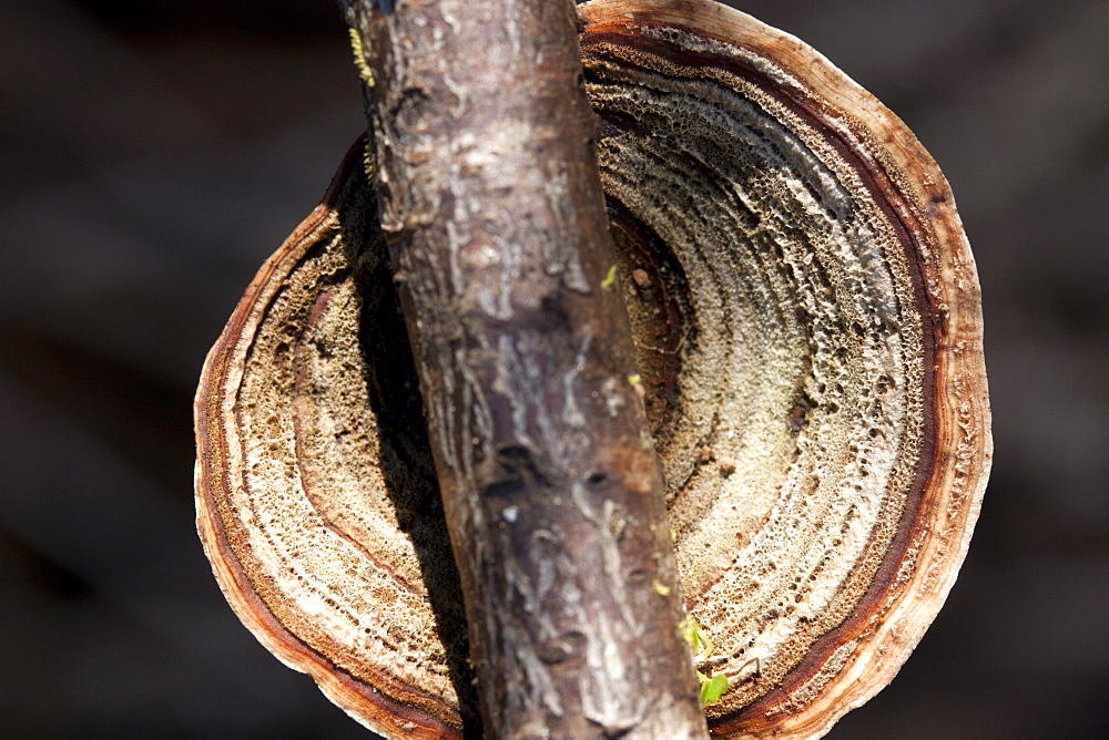 Fungi (fungi sp.) on dead branch, Couchy Creek Nature Reserve, New South Wales, Australia, Pacific