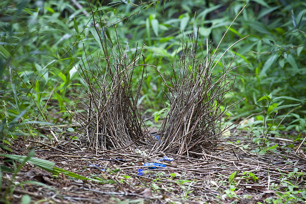 Bower of immature male satin bowerbird (Ptilonorhynchus violaceus), Hopkins Creek, New South Wales, Australia, Pacific