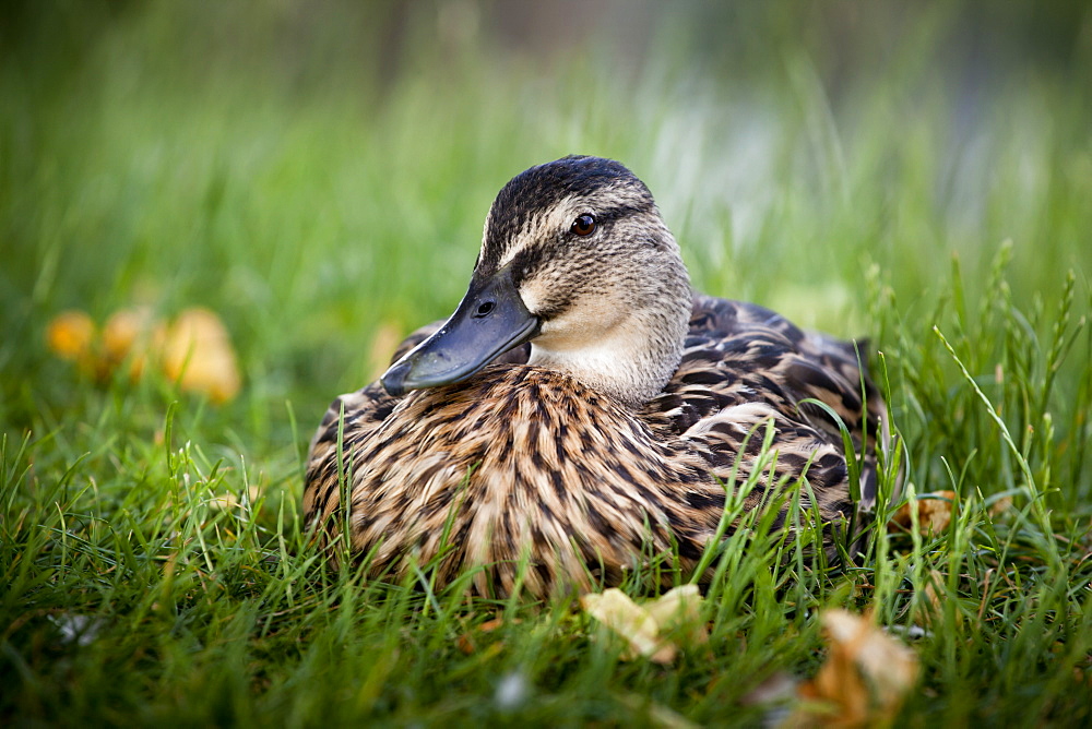 Female mallard (Anas platyrhynchos) resting on grass, Penn Common, Penn, Buckinghamshire, England, United Kingdom, Europe