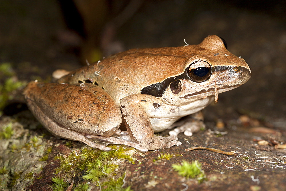 Adult Lesueur's frog (Litoria lesueuri) on rock, Hopkins Creek, New South Wales, Australia, Pacific