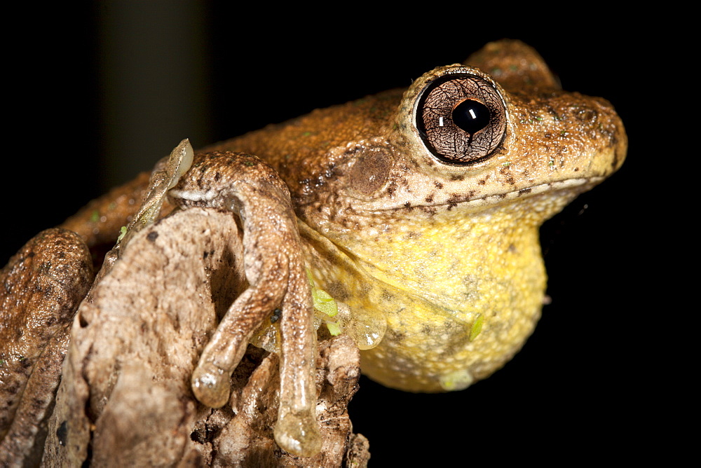 Peron's tree frog (Litoria peronii) on branch, Hopkins Creek, New South Wales, Australia, Pacific