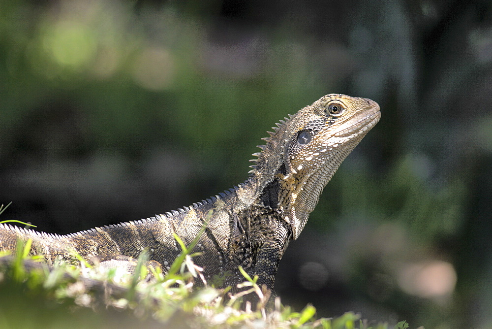 Eastern water dragon (Physignathus lesuerii), Murwillumbah, New South Wales, Australia, Pacific