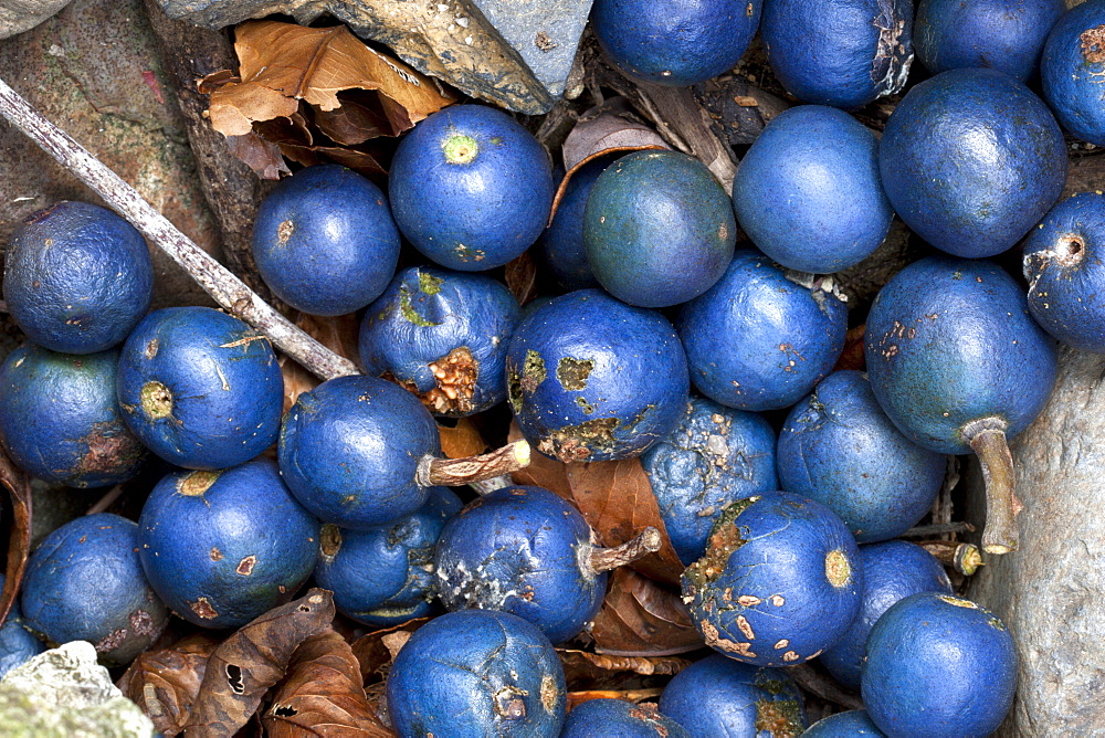 Fallen blue quandong fruit (Elaeocarpus grandis [Elaeocarpus Angustifolius]) under parent tree, Couchy Creek Nature Reserve, New South Wales, Australia, Pacific