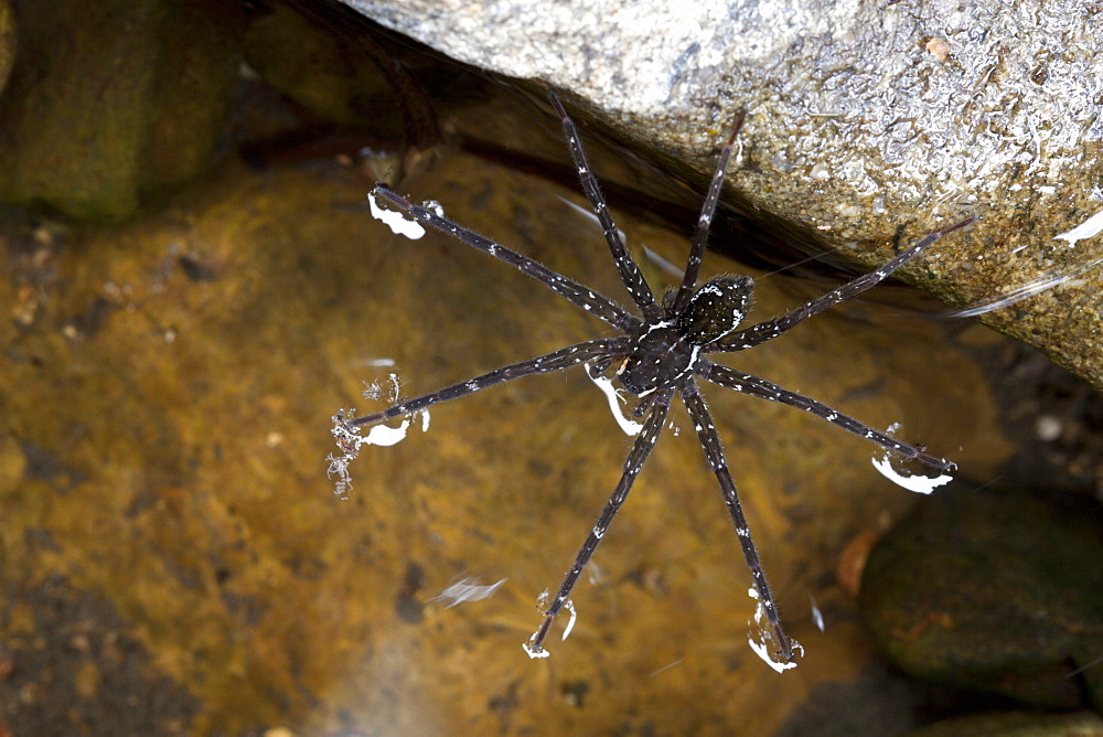 Female giant water spider (Megadolomedes australianus) on water surface, Couchy Creek Nature Reserve, New South Wales, Australia, Pacific