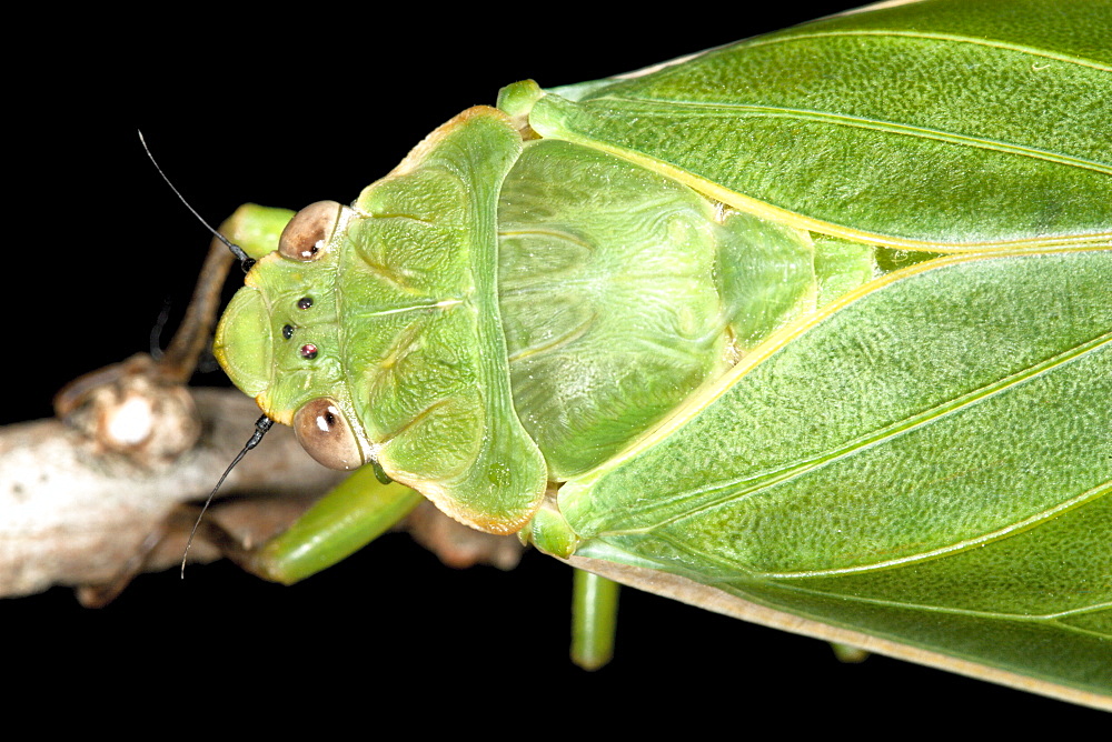 Male bladder cicada (Cystosoma saundersii) on branch, Hopkins Creek, New South Wales, Australia, Pacific