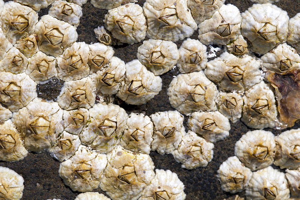 Barnacles (Barnacle sp.) on rock in intertidal zone, Fingal Heads, New South Wales, Australia, Pacific