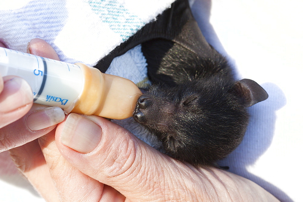 Orphaned baby black flying-fox (Pteropus alecto) being fed, approximately 12 days old, Hopkins Creek, New South Wales, Australia, Pacific