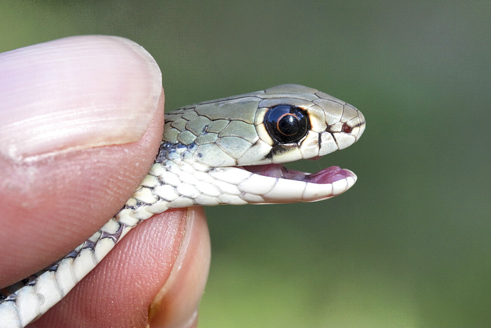 Yellow-faced whipsnake (Demansia psammophis) being handled, Hopkins Creek, New South Wales, Australia, Pacific