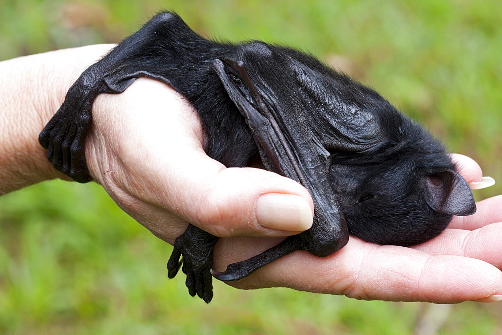 Orphaned baby black flying-fox (Pteropus alecto) approximately 4 weeks old, asleep in hand, Hopkins Creek, New South Wales, Australia, Pacific