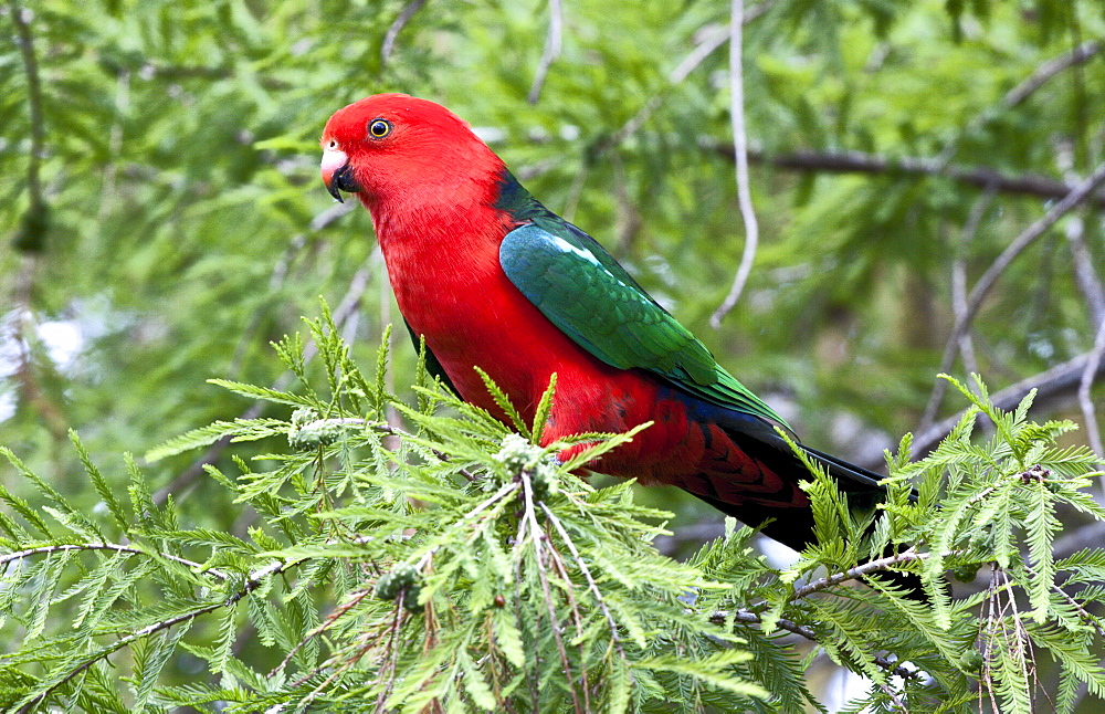 Male Australian king parrot (Alisterus scapularis) in tree, Hopkins Creek, New South Wales, Australia, Pacific