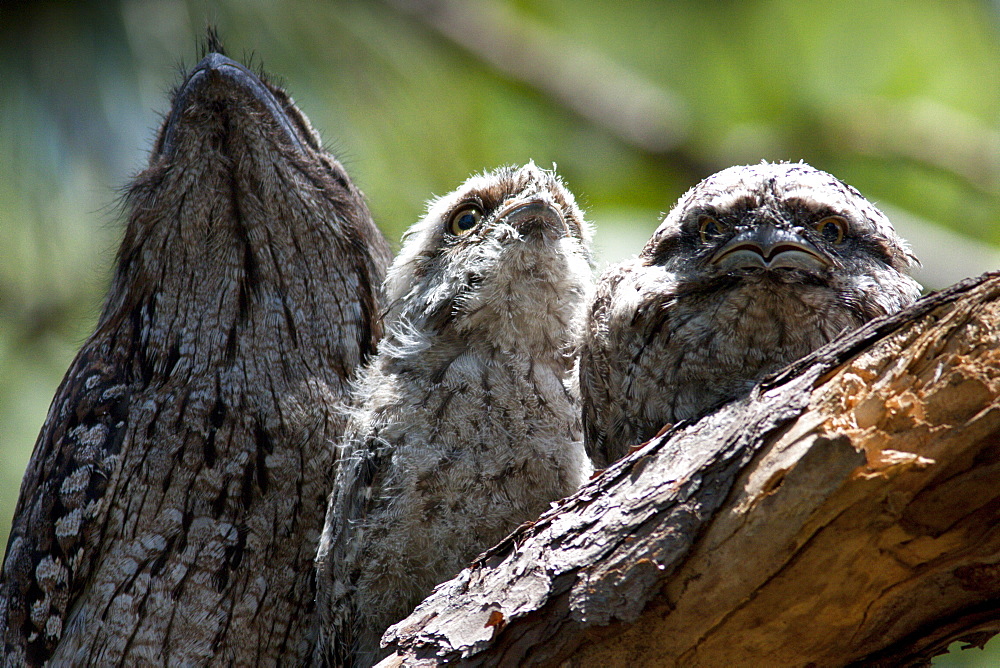 Tawny frogmouth (Podargus strigoides) with fledging young on branch, Hopkins Creek, New South Wales, Australia, Pacific