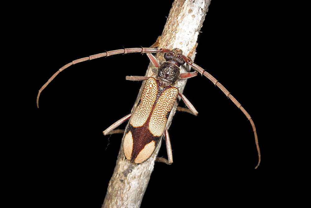 Longicorn beetle (Phoracantha cruciata) on twig, Hopkins Creek, New South Wales, Australia, Pacific