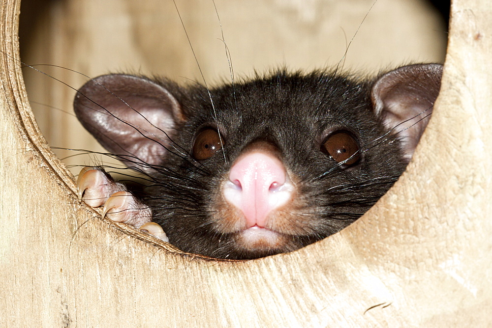 Mountain brushtail possum (Trichosurus caninus) emerging from artificial nestbox, hand-reared sub-adult male approximately 12 months old, Hopkins Creek, New South Wales, Australia, Pacific