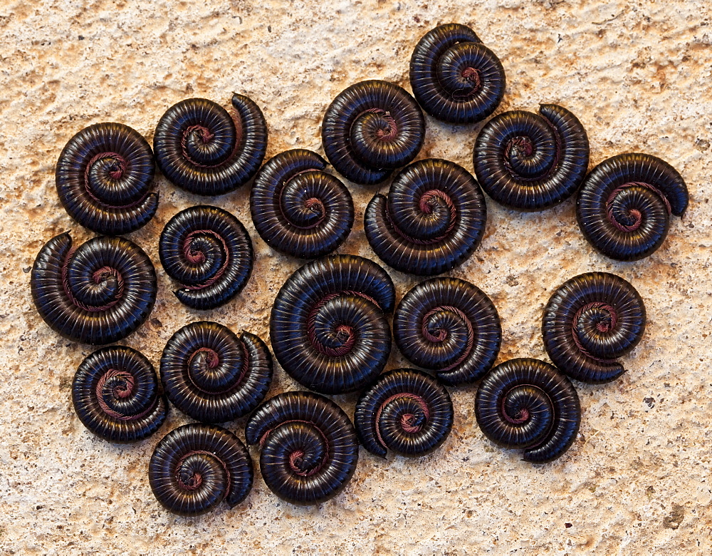 Black Portuguese millipedes (Ommatoiulus moreleti) in defensive positions, Nuriootpa, South Australia, Australia, Pacific