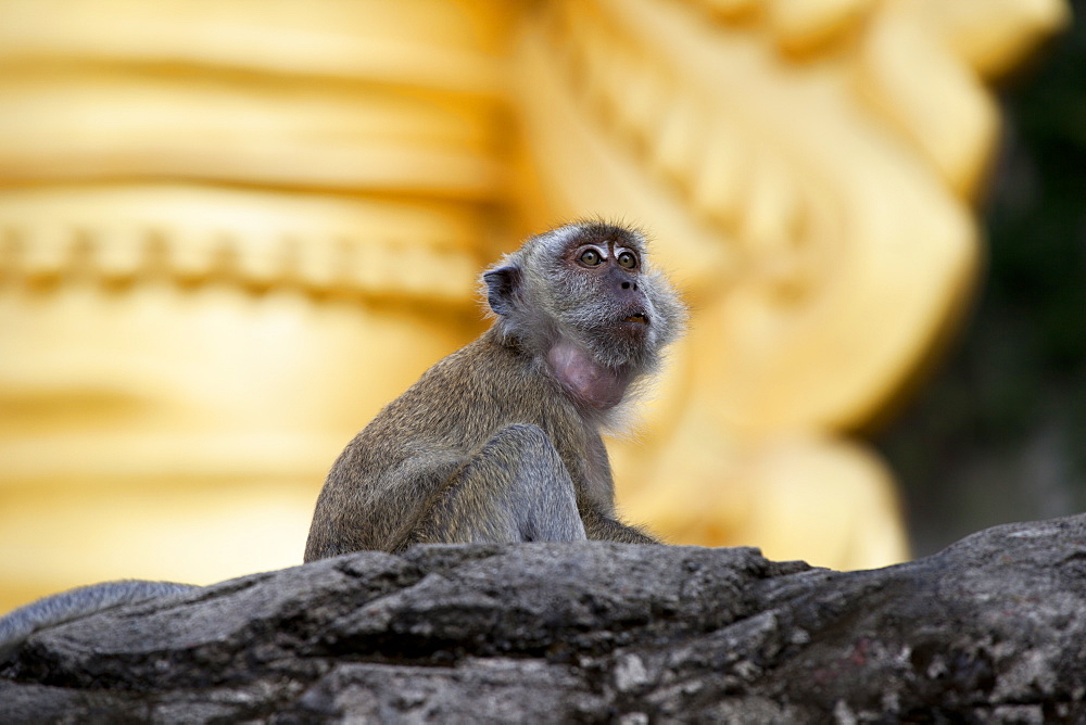 Crab-eating macaque (Macaca fascicularis) on rock, Batu Caves, Malaysia, Southeast Asia, Asia