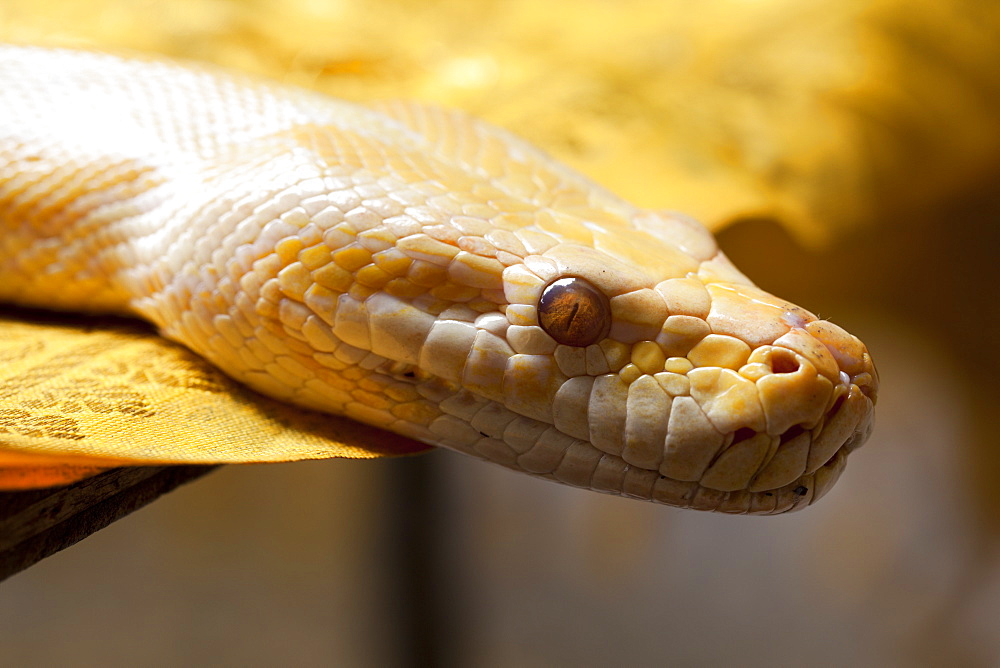 Albino Burmese python (Python molurus bivittatus), Batu Caves, Malaysia, Southeast Asia, Asia