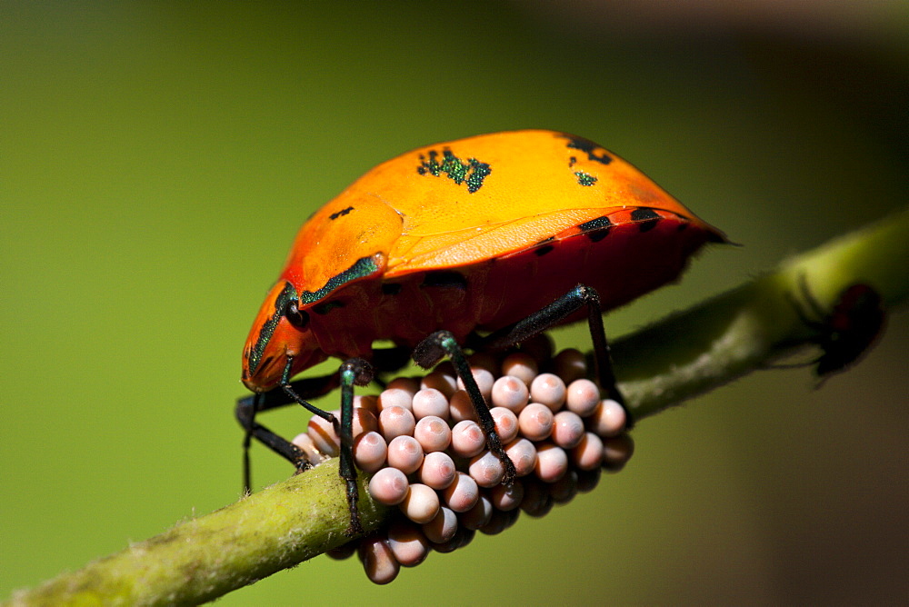 Female cotton harlequin bug (Tectocoris diophthalmus) guarding her eggs on Coastal Hibiscus, Fingal Heads, New South Wales, Australia, Pacific