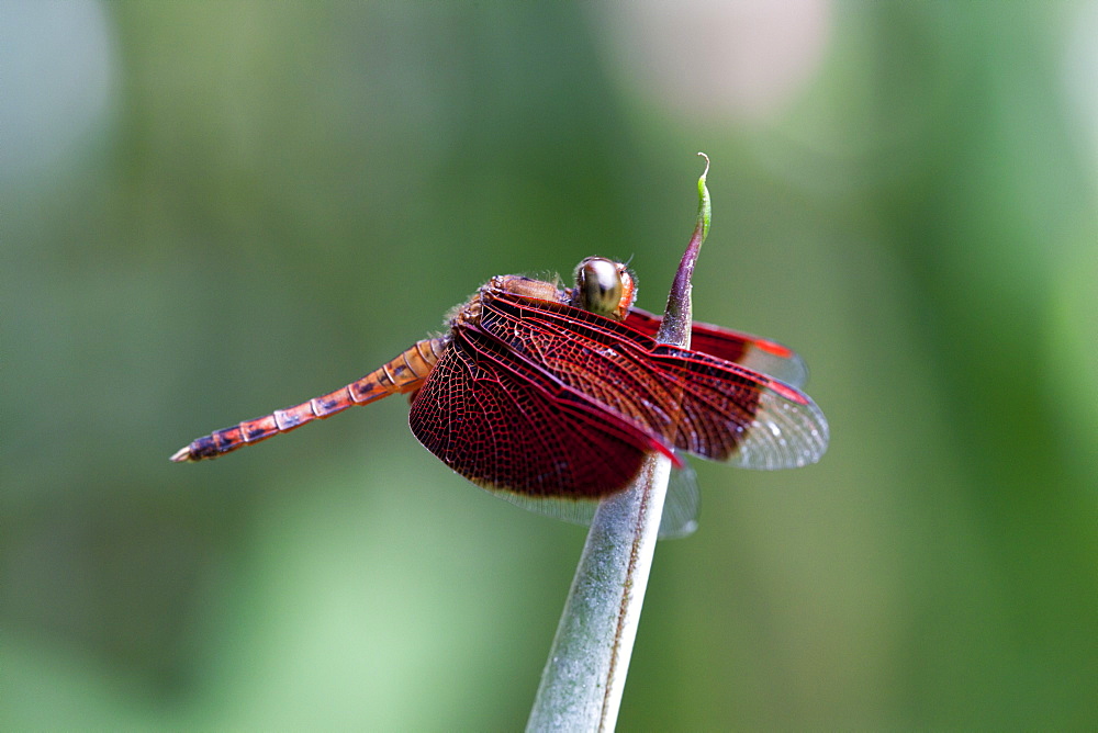 Red grasshawk dragonfly (Neurothemis fluctuans) male at rest, Kuala Lumpur Butterfly Park, Kuala Lumpur, Malaysia, Southeast Asia, Asia