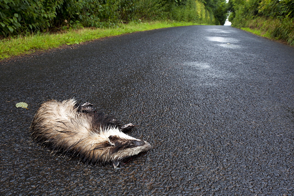 European badger (Meles meles) dead on road in rain, victim of motor vehicle collision, Jedburgh, Scottish Borders, Scotland, United Kingdom, Europe