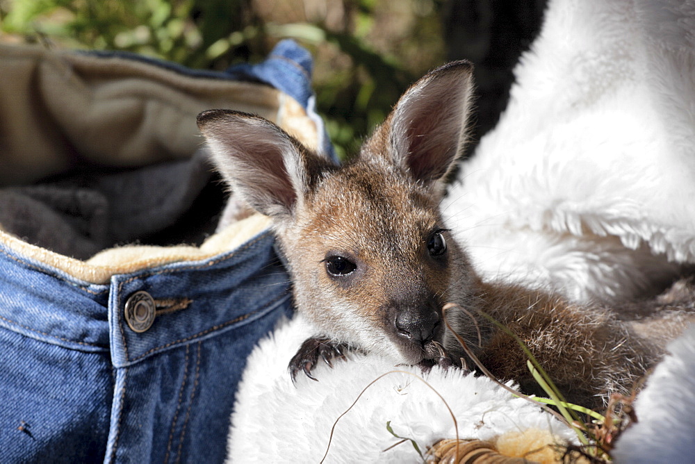 Hand-reared female red-necked wallaby joey (Macropus rufogriseus) 9 months old resting in basket, Eungella, New South Wales, Australia, Pacific